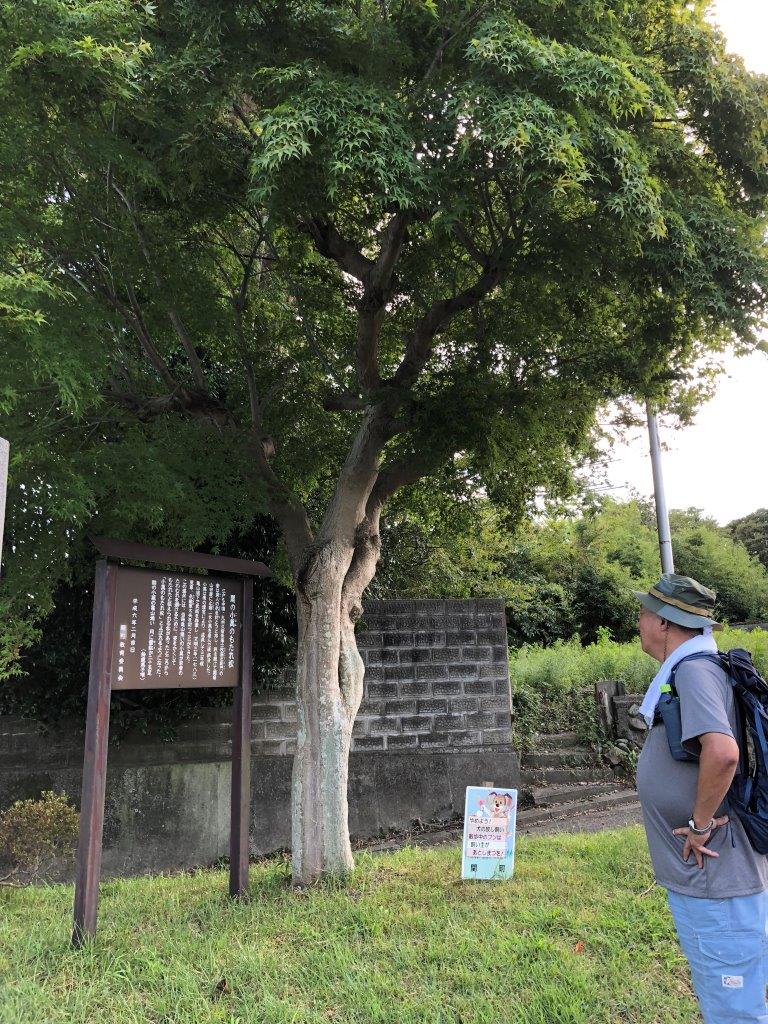 関の小萬のもたれ松　実写