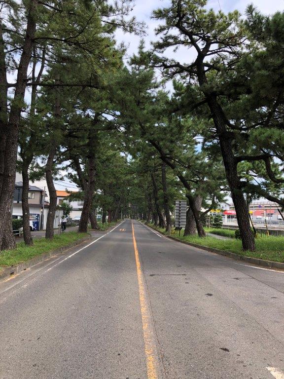 池鯉鮒宿の松並木